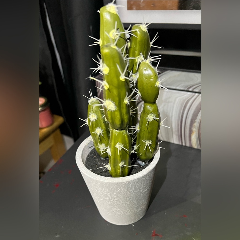 Green Cactus in Gray Pot (decor)